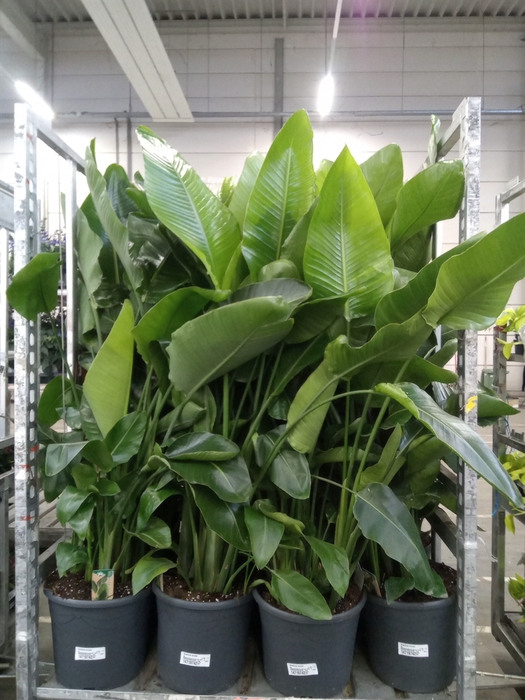 <h4>Strelitzia nicolai</h4>