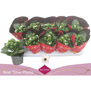 KAL EN ASTERIA WHITE