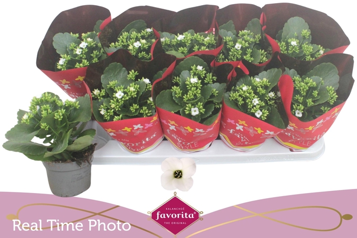 <h4>KAL EN ASTERIA WHITE</h4>