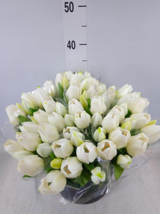 <h4>Decoratie  ..Kunstbloem H%</h4>