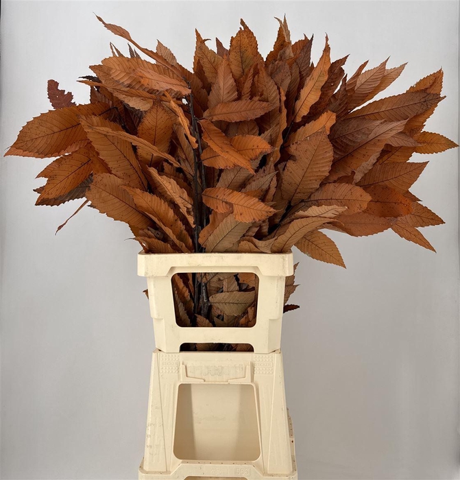 <h4>Dr Castanea Stab Orange</h4>