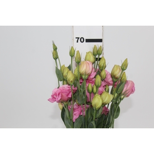 LISIANTHUS LOVE ME PINK 070 CM MIN 500 GRAMAS ROSA