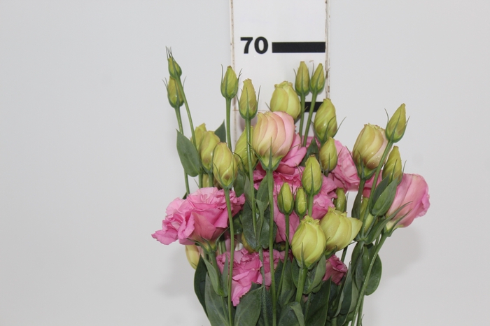 <h4>LISIANTHUS LOVE ME PINK 070 CM MIN 500 GRAMAS ROSA</h4>