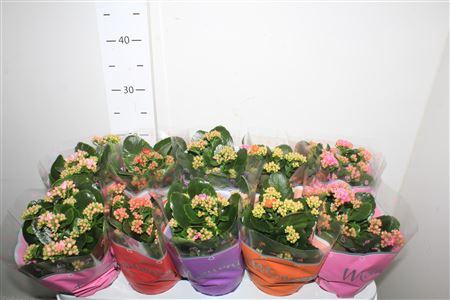 <h4>Kal Ge Gem 4 Kl</h4>