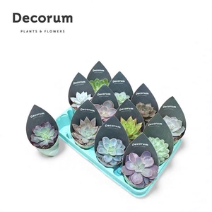 Echeveria Mix P8.5