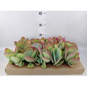 Kalanchoe NF thyrsiflora