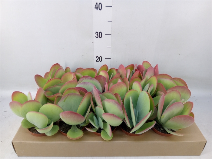 <h4>Kalanchoe NF thyrsiflora</h4>