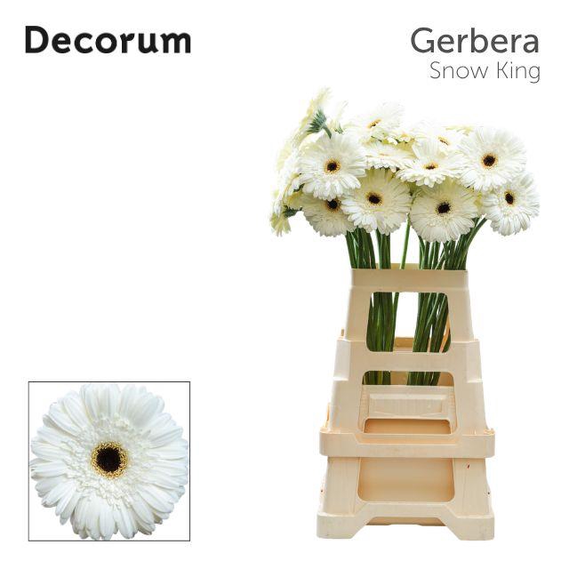 <h4>Gerbera Snow King Water x40 Lang</h4>
