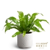 ASPLENIUM ANTIQUUM p12