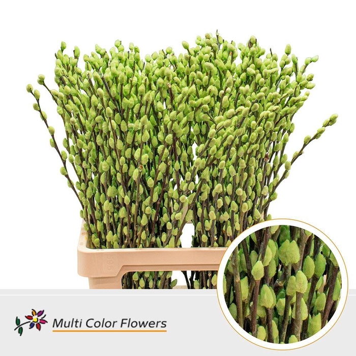 <h4>Salix caprea 'Snow Flake' .color H%</h4>