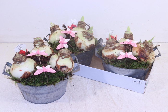 <h4>ARR HIPPEASTRUM</h4>