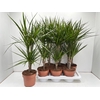 Dra Marginata