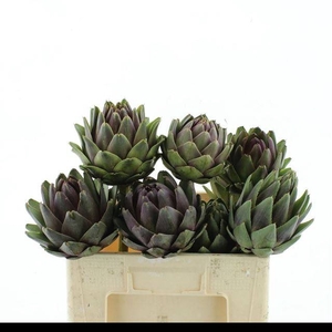CYNARA SCOLYMUS
