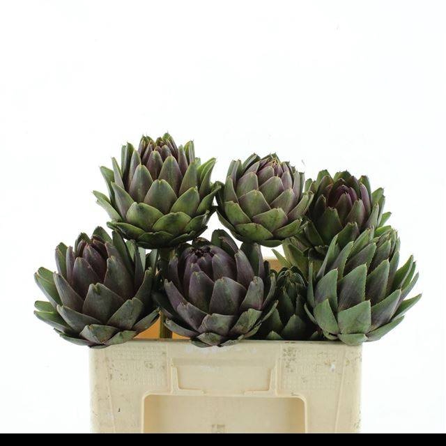 <h4>CYNARA SCOLYMUS</h4>