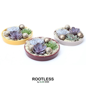ROOTLESS Echeveria Christmas garden, Squirrel bowl