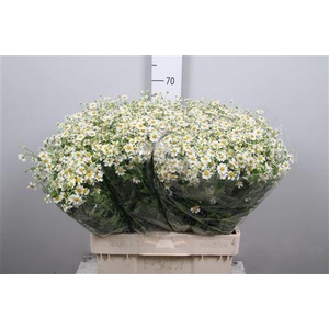 Tana Pa Single Vegmo