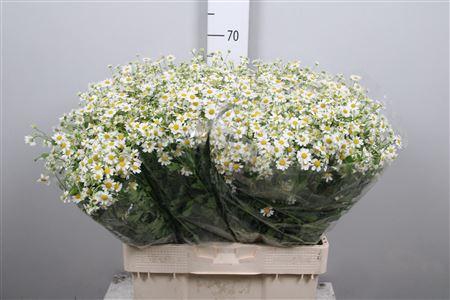 <h4>Tana Pa Single Vegmo</h4>