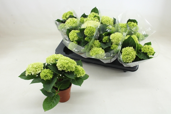 <h4>HYDR M HI WHITE SUN</h4>