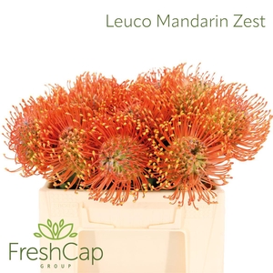 Leuco Ayoba Mandarin Zest