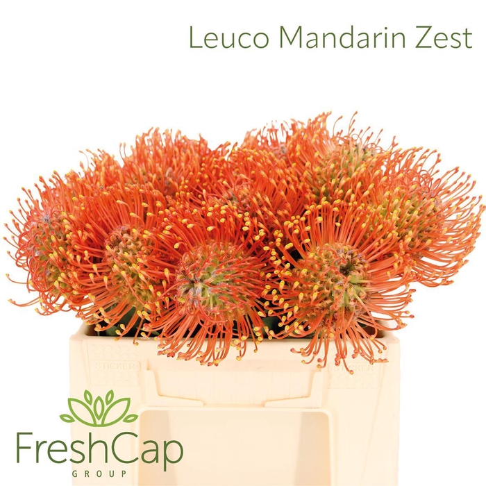 <h4>Leuco Ayoba Mandarin Zest</h4>