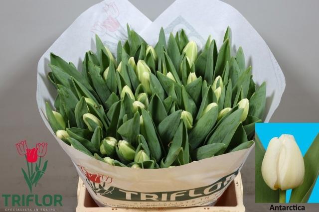 <h4>TU EN ANTARCTICA</h4>