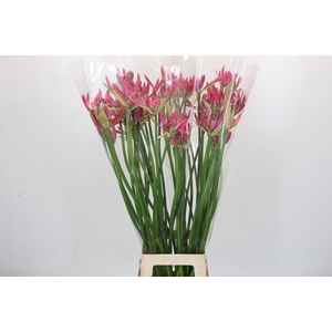 Nerine Lilac