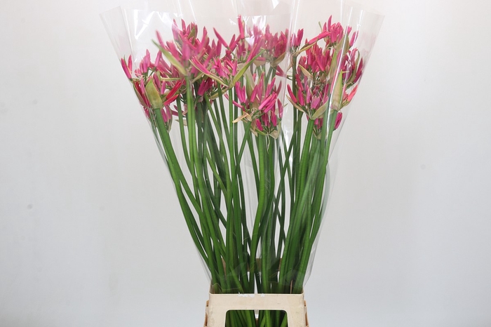 Nerine Lilac