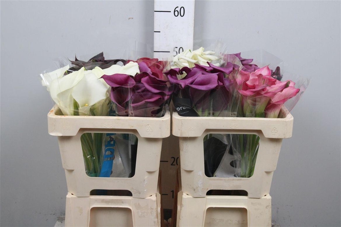 <h4>Zanted Gem In Fust</h4>