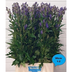 Aconitum Car Arendsii