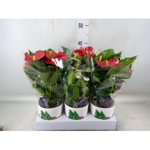 Anthurium   ...mix
