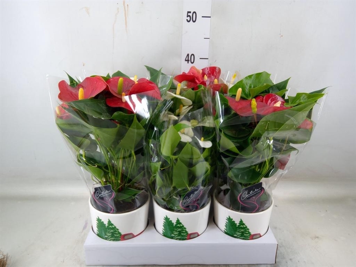 <h4>Anthurium ...mix</h4>