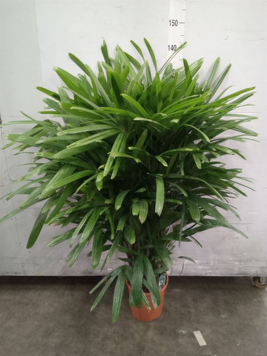 <h4>Rhapis excelsa</h4>