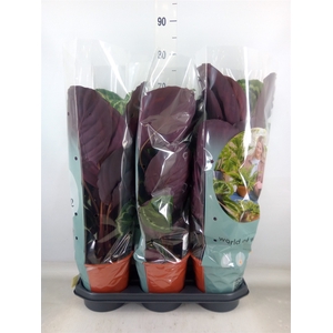 Calathea  'Medallion'