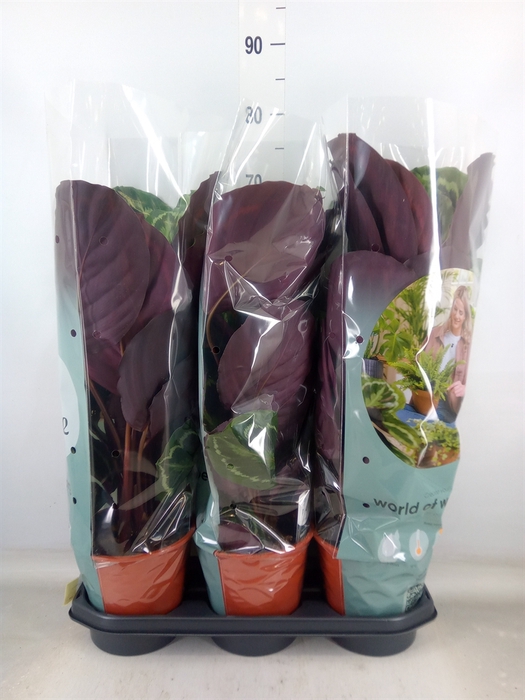 <h4>Calathea  'Medallion'</h4>