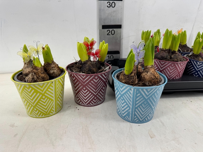 <h4>ARR HYACINTH</h4>