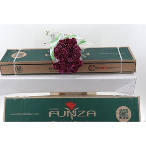 Di St Nobbio Burgundy Box