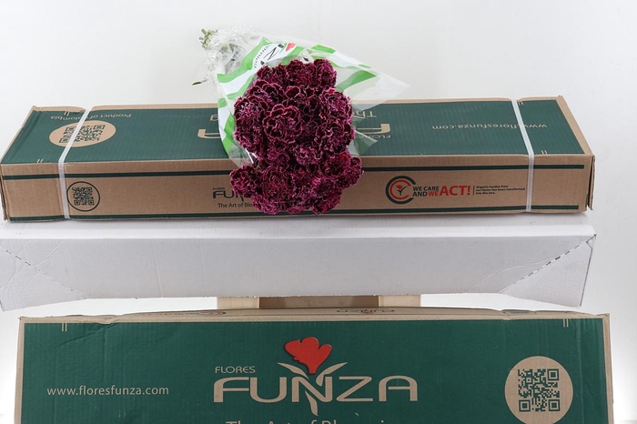 <h4>Di St Nobbio Burgundy Box</h4>