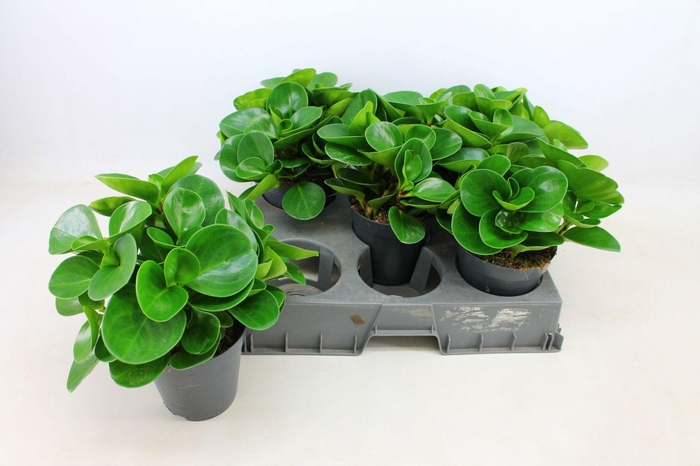 <h4>PEP OBT GREEN GOLD</h4>