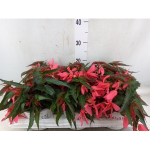 Begonia boliv. 'Encanto Pnk'