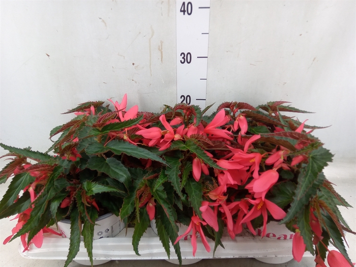 <h4>Begonia boliv. 'Encanto Pnk'</h4>
