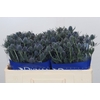 Eryngium Blue Dynamite