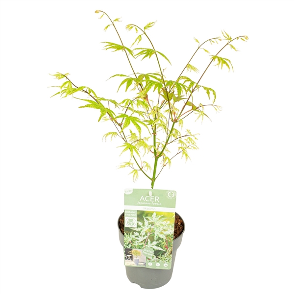 <h4>Acer palm. 'Ukigumo'</h4>