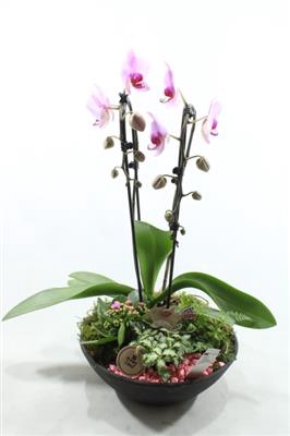 <h4>4084 Ebbi Roze Cascade</h4>