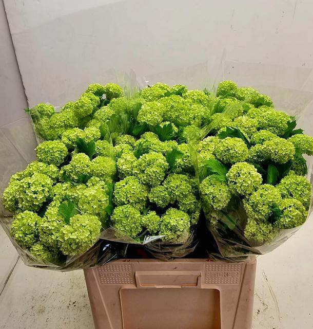 <h4>VIBURNUM ROSEUM ST</h4>