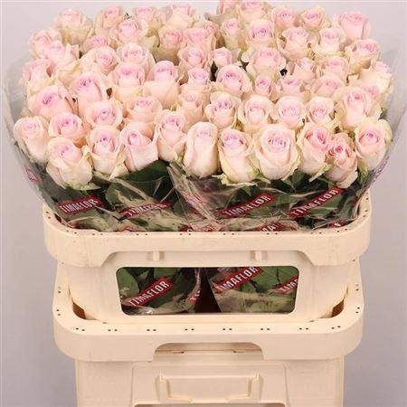 <h4>R Gr Revival Sweet</h4>