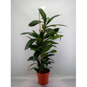 Ficus cyathistipula