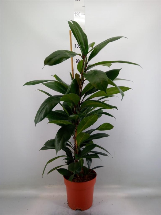 <h4>Ficus cyathistipula</h4>