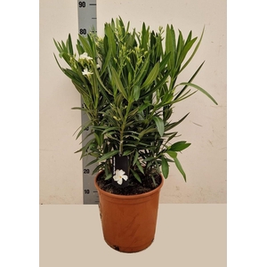 NERI OLEANDER
