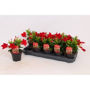 MANDE RIO DARK RED