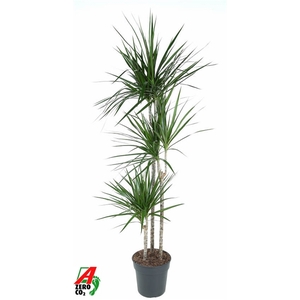 Dracaena Marginata 90-60-30